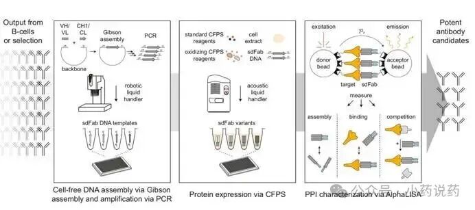 A rapid cell-free expression and screening platform for antibody discovery-2