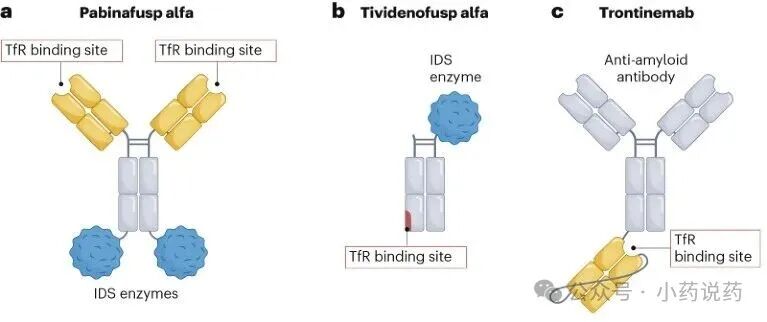 Three schematics show the structures of pabinafusp alfa, tividenofusp alfa and trontinemab.