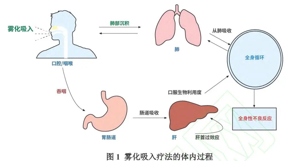 【雾化吸入疗法合理用药专家共识（2024版） 】药代动力学流程图